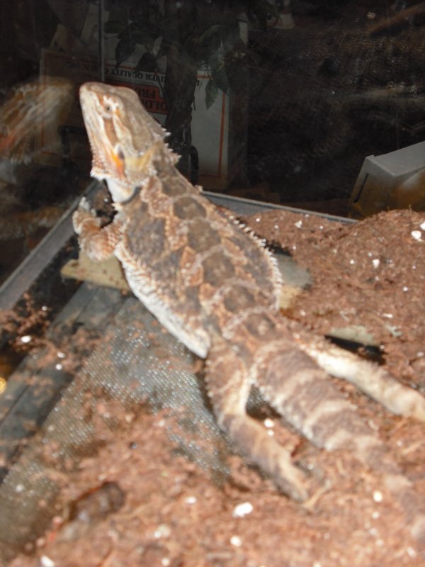 Dscf0141.jpg