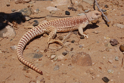 iguane_desert.jpg