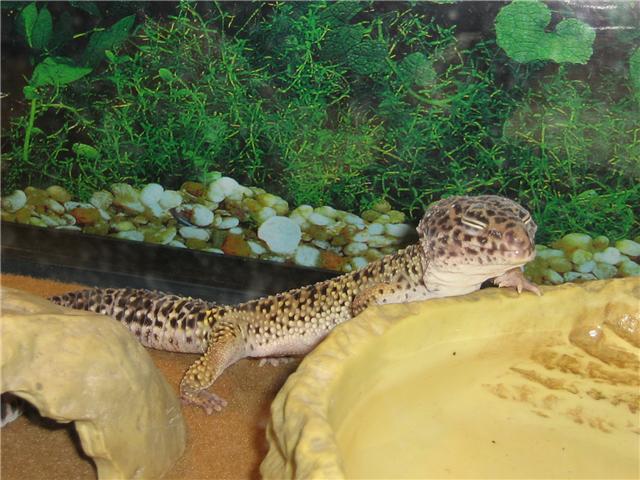 leopard.jpg