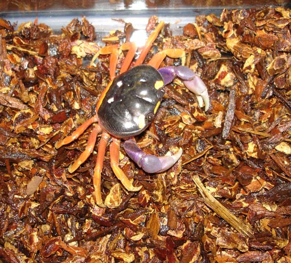 crabe (1).jpg