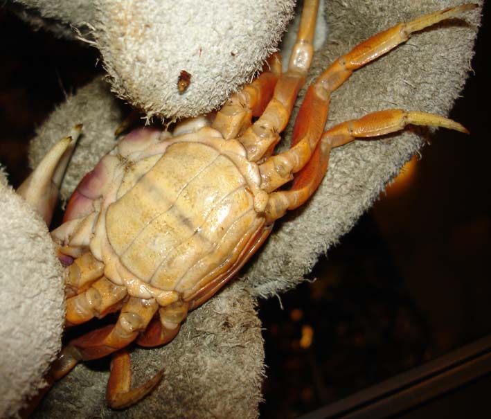 crabe femelle (1).jpg