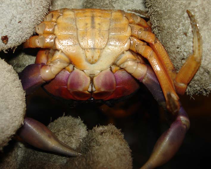 crabe male (1).jpg