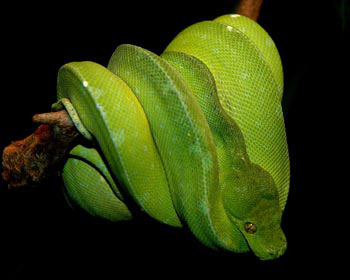 Green_Tree_Python.jpg