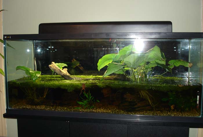 Aquaterrarium No1.jpg