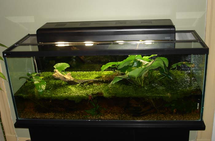 Aquaterrarium.jpg