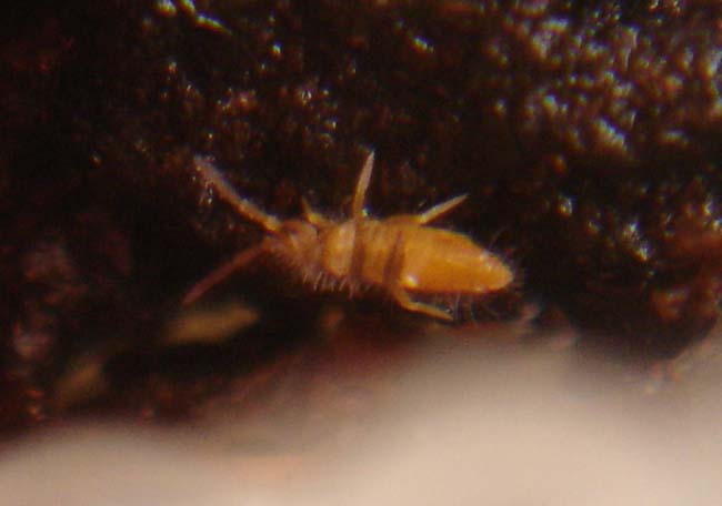 collembole Entomobrya atrocincta.jpg