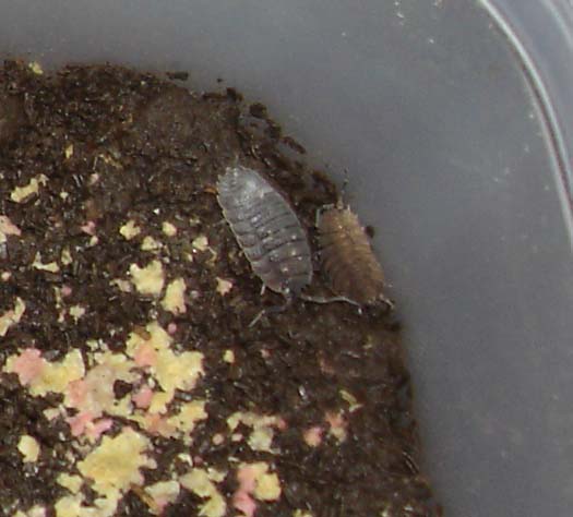 cloporte Porcellio scaber (couple).jpg