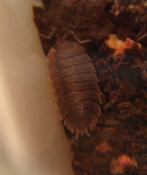 cloporte Porcellio scaber (femelle).jpg