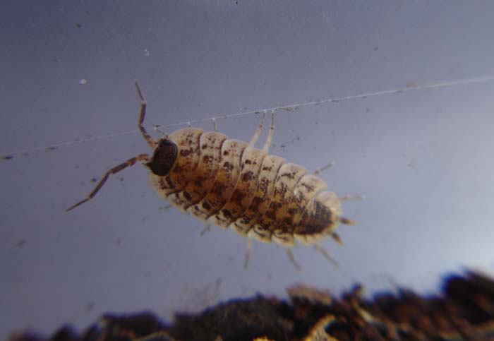 cloporte Porcellio spinicornis.jpg