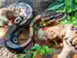 aie aie.JPG