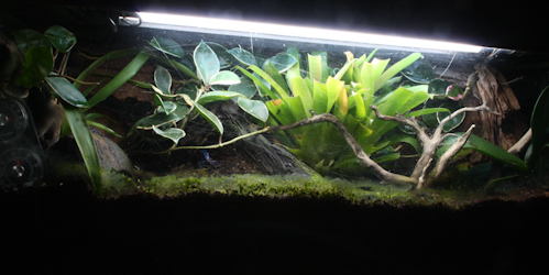 Vivarium1.jpg