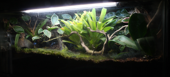 Vivarium2.jpg