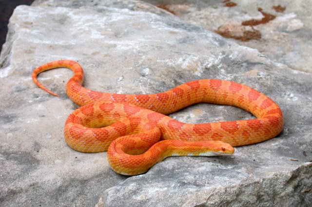 cornsnake.jpg