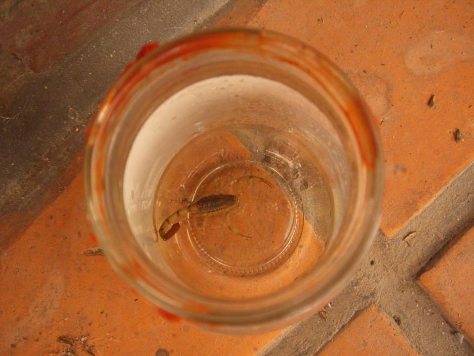 scorpion.jpg