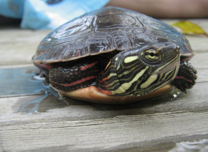 Eugène la tortue 1er ete.jpg