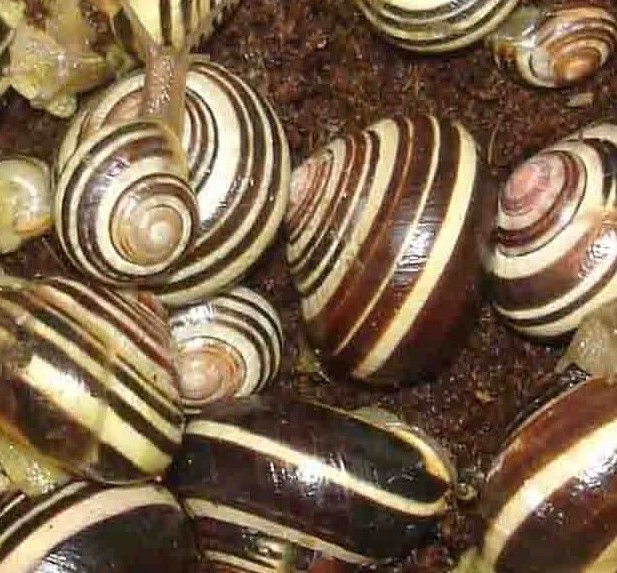 escargot Cepaea Nemoralis 1.jpg