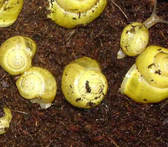escargot Cepaea Hortensis 1.jpg