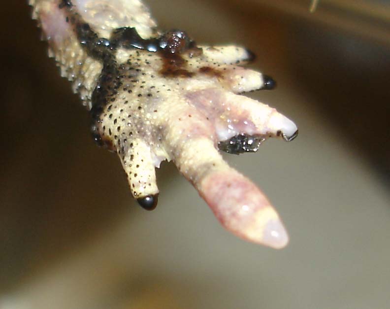 Black-Spined (pied).jpg