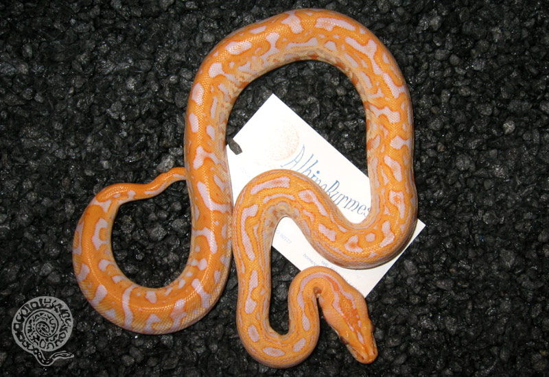 Albino Labyrinth Burmese Python.jpg