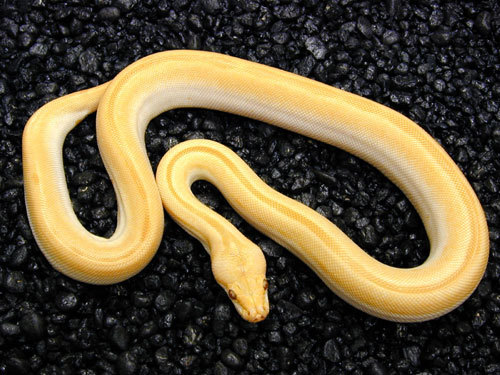 Albino Patternless Burmese Python.jpg