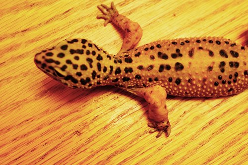 Gecko 8 juin 09 08.jpg