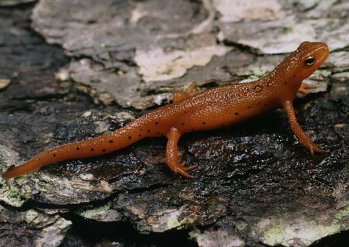 red-eft.jpg