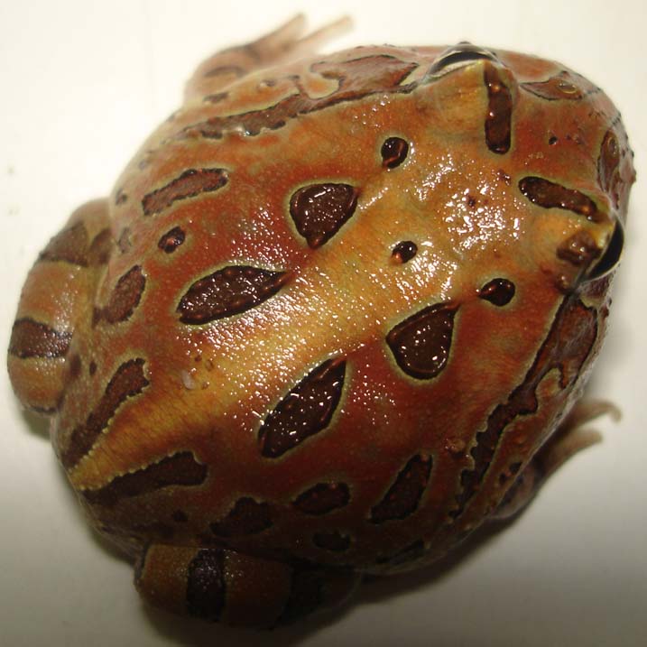 Amazonian horned frog.JPG