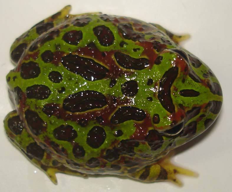 Ceratophrys ornata.JPG