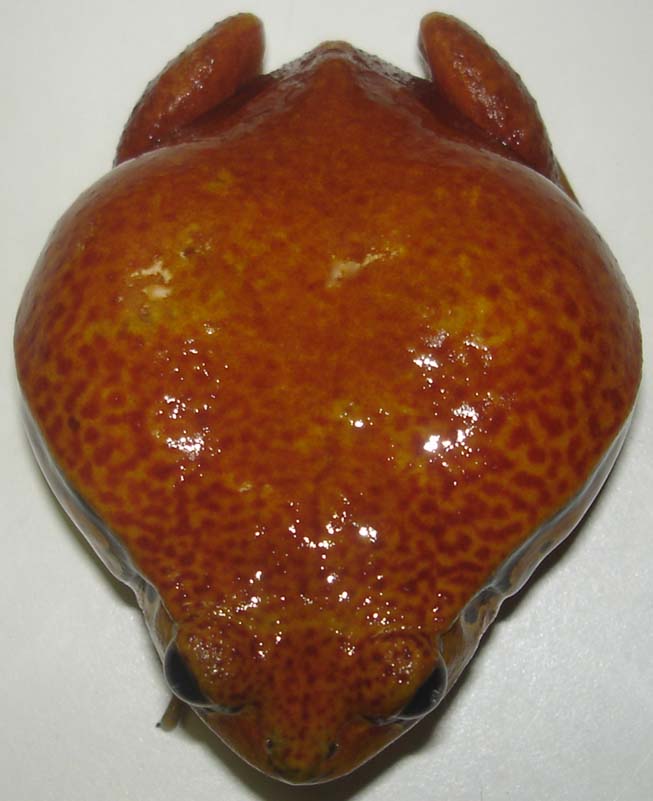 Dyscophus antongili.JPG