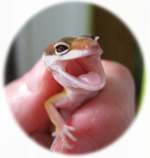 bowserfrustré.jpg