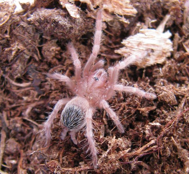 NColoratovillosus1_5_days_after_molt75.jpg